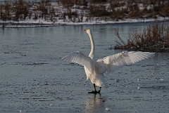 David Plant Photography - Wildlife Photographer - Whooper swan stretching - AN